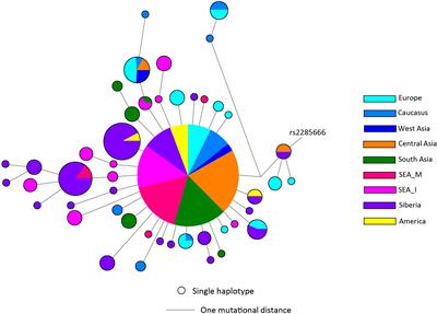 Genetic Association of ACE2 rs2285666 Polymorphism With COVID-19 Spatial Distribution in India